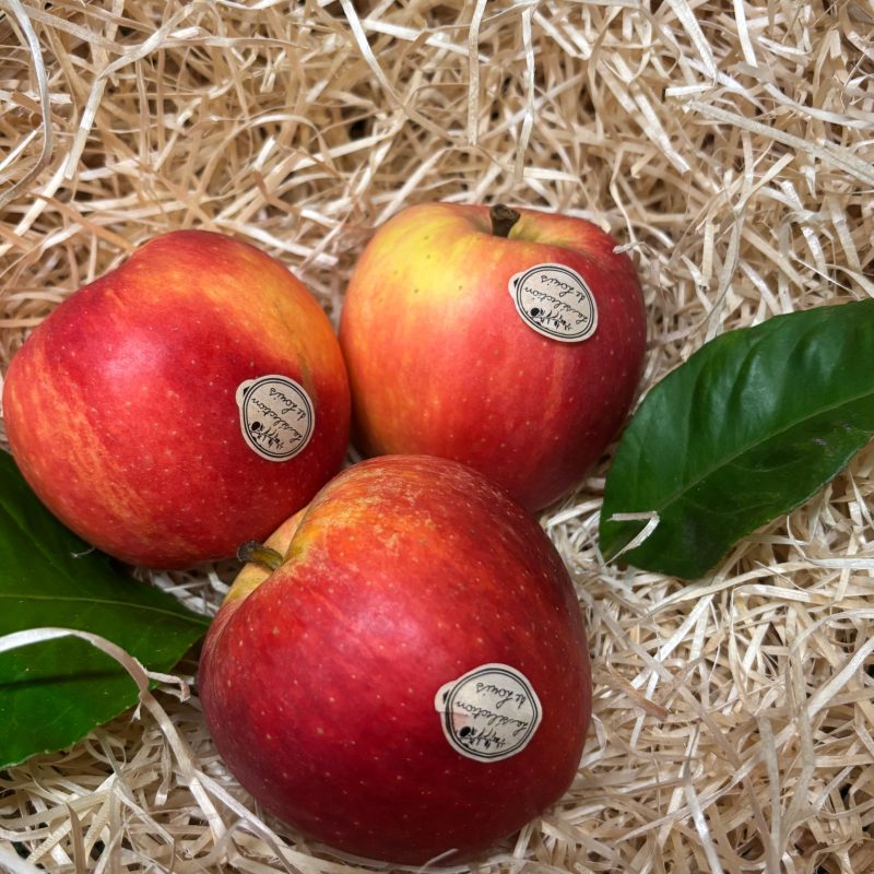 Pomme Gala