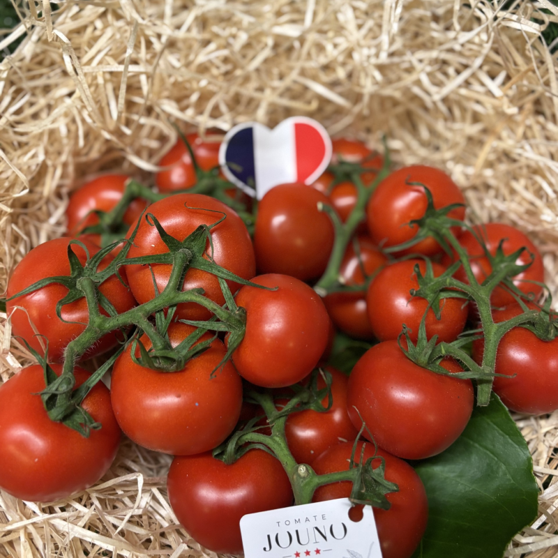 Tomate Cocktail Grappe Jouno