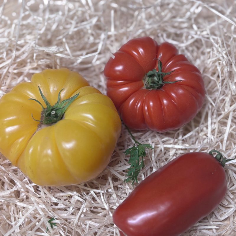 Tomate ancienne