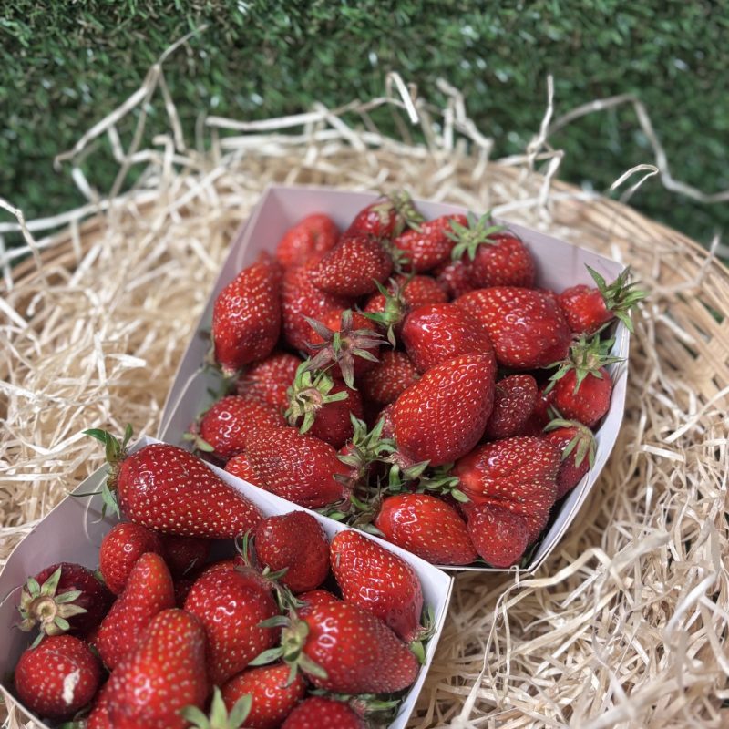 Fraise Bio