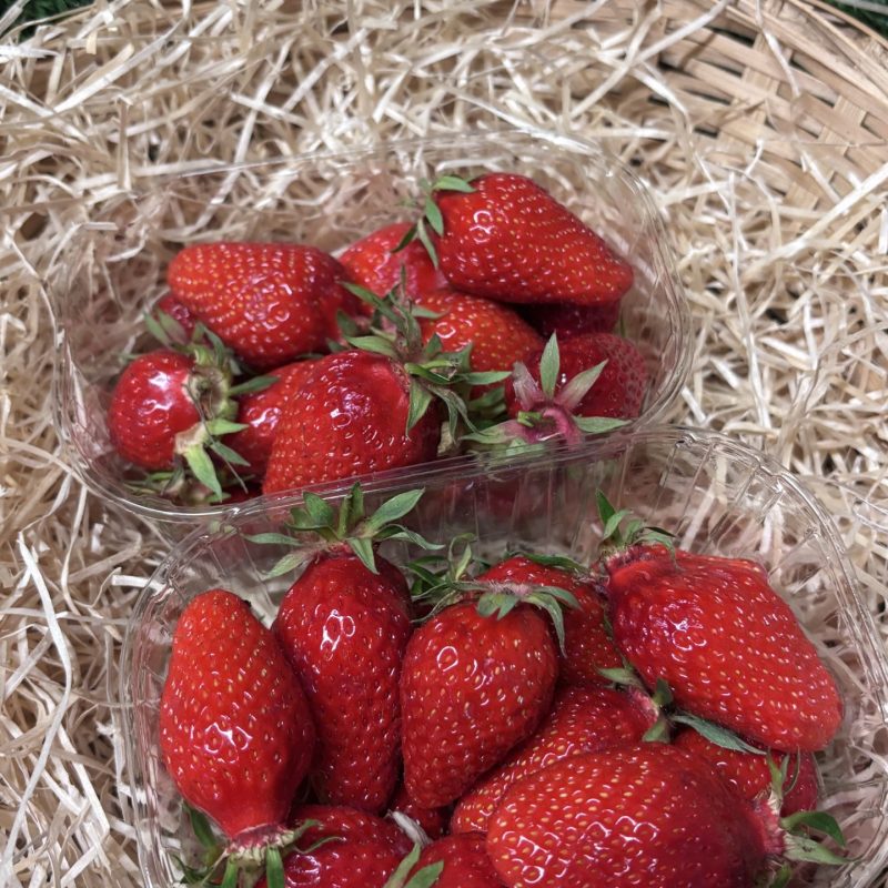 Fraise hillion