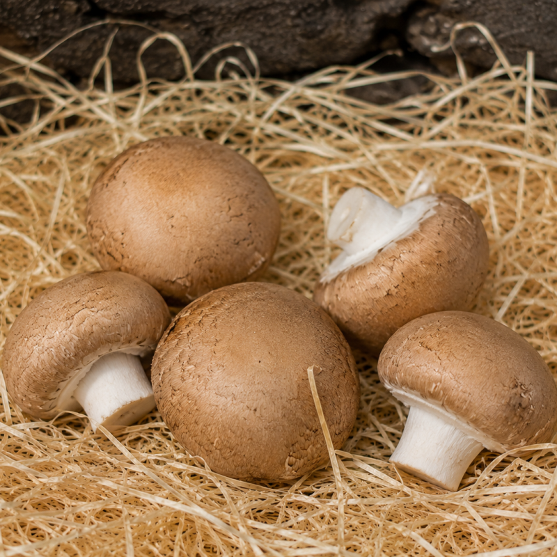 Champignons blond