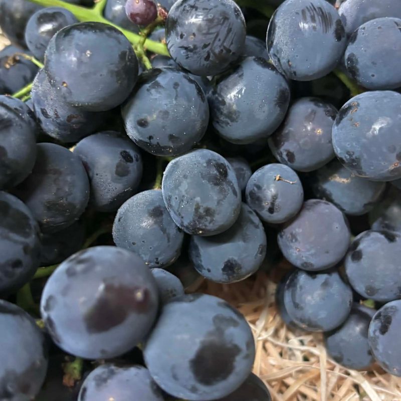 raisin noir